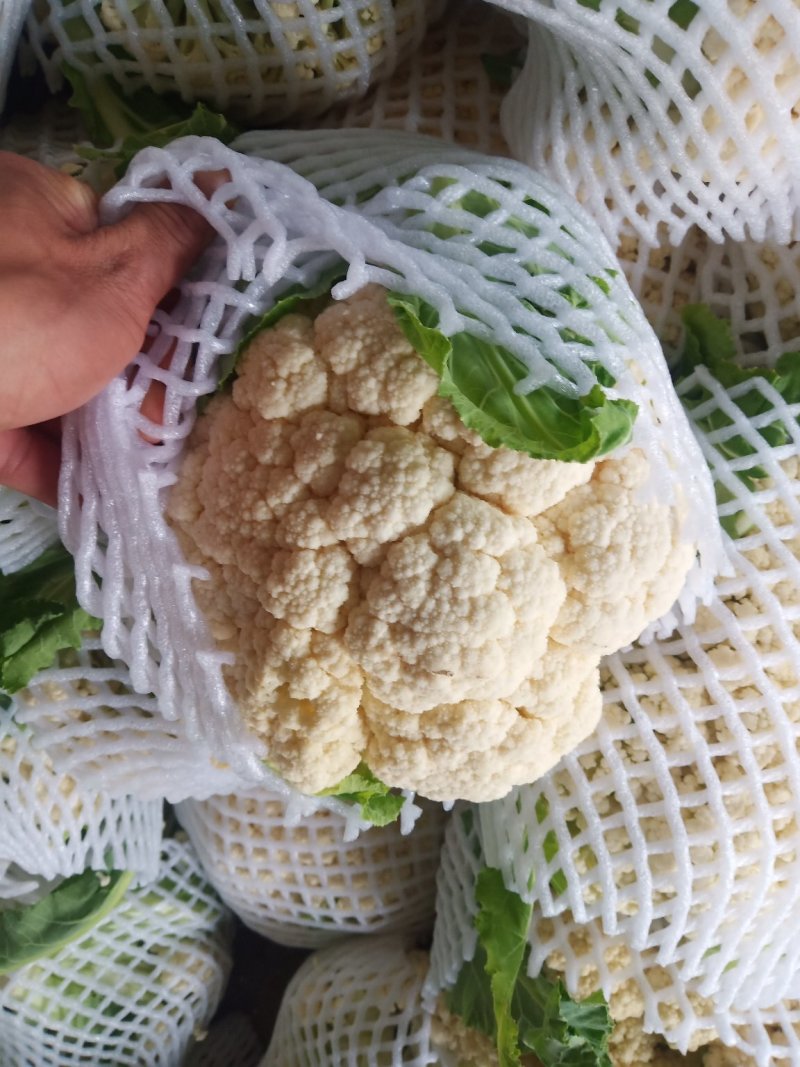 精品紧花2~3斤，长年供应基地货，价格美丽，货源稳定。