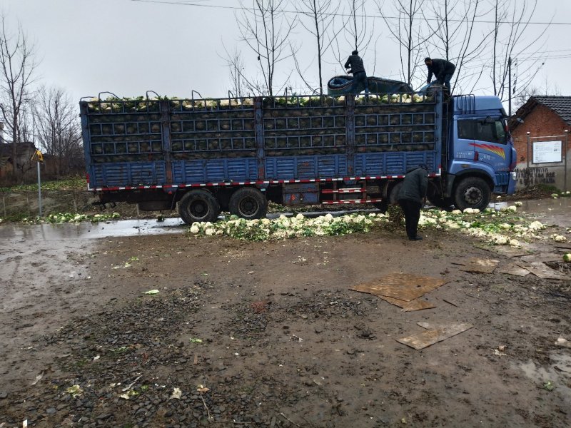 精品紧花2~3斤，长年供应基地货，价格美丽，货源稳定。