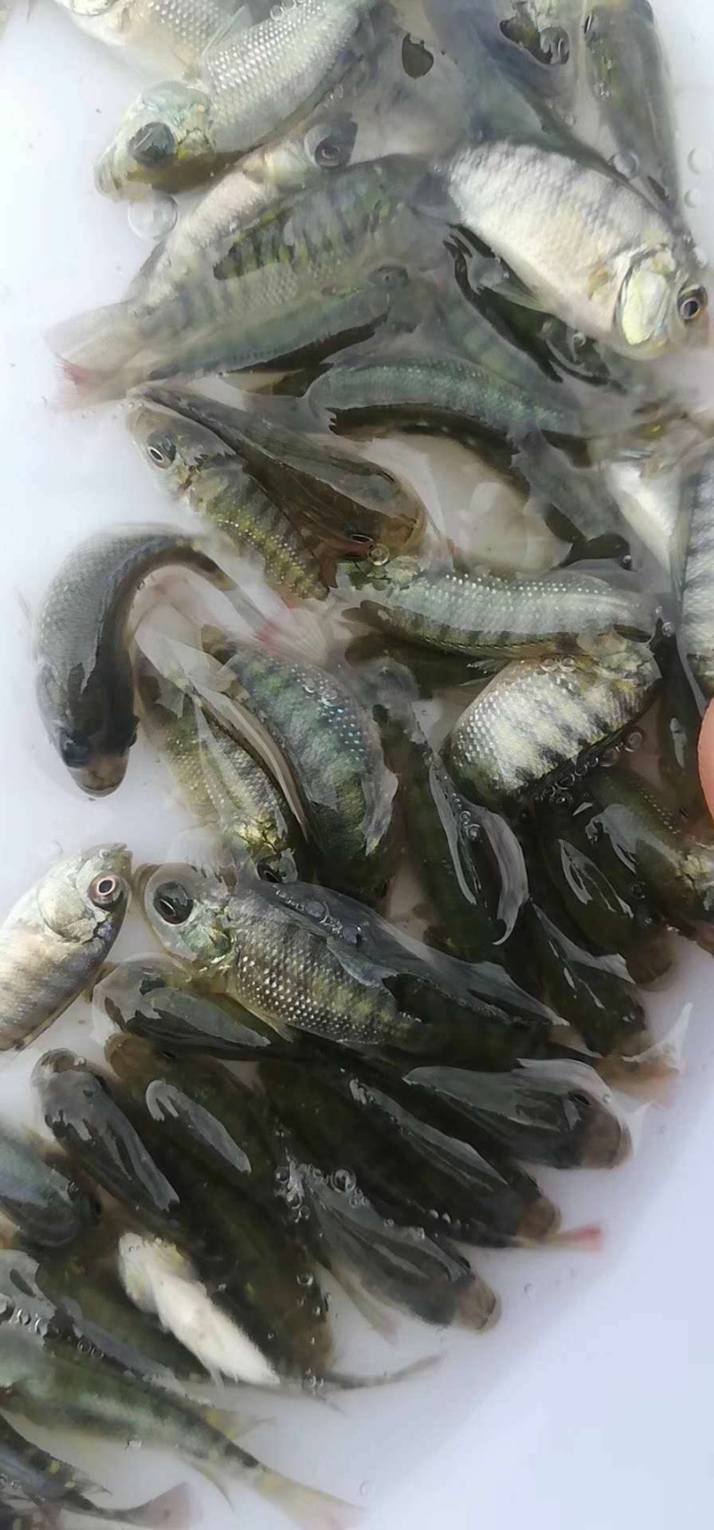 罗非鱼苗/通货量大从优。