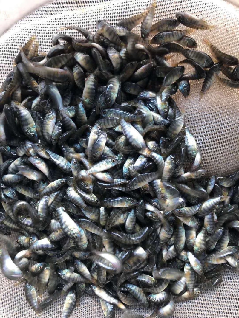 罗非鱼苗/通货量大从优。