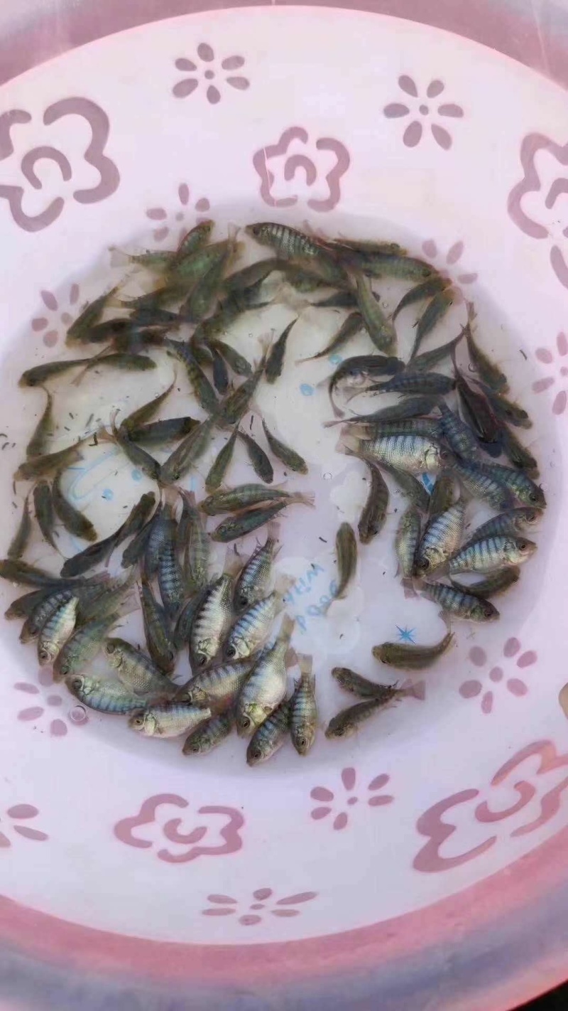 罗非鱼苗/通货量大从优。
