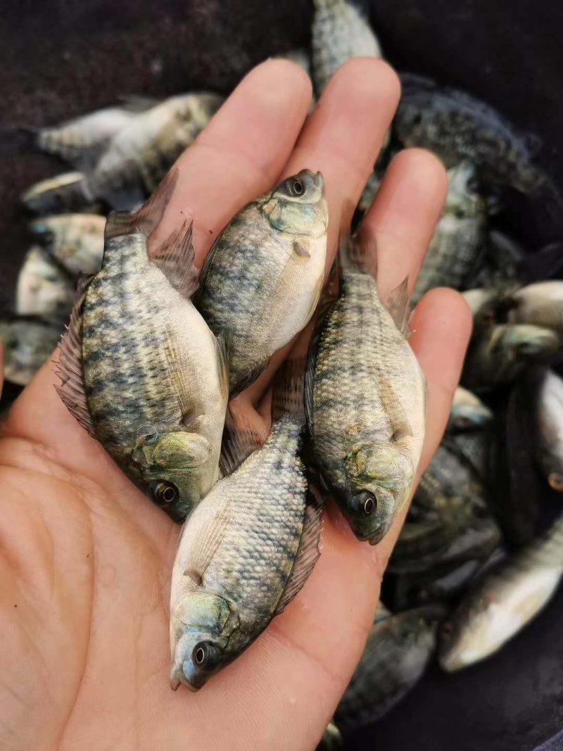 罗非鱼苗/通货量大从优。