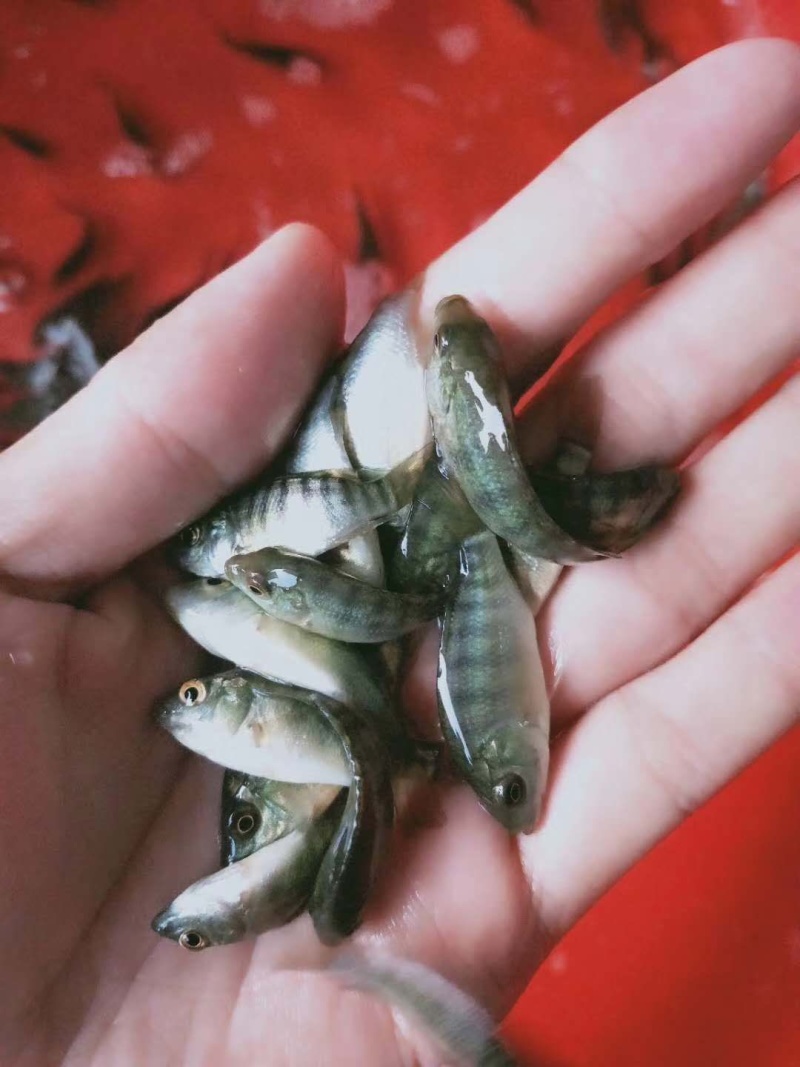 罗非鱼苗/通货量大从优。
