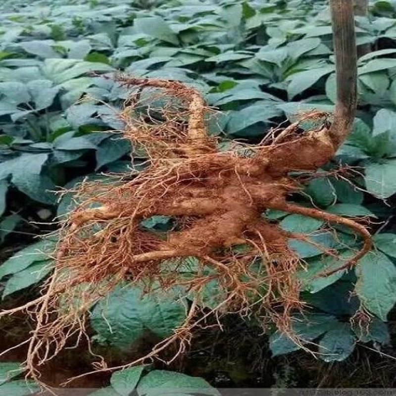 【只卖好货】文山现挖新鲜三七产地批发，只做品质诚信为本高