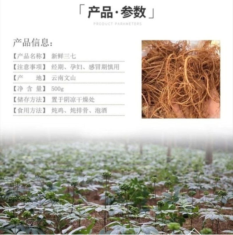 【只卖好货】文山现挖新鲜三七产地批发，只做品质诚信为本高