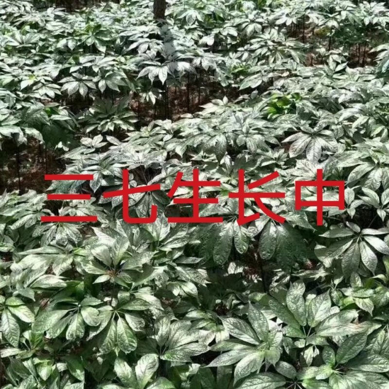 【只卖好货】文山现挖新鲜三七产地批发，只做品质诚信为本高