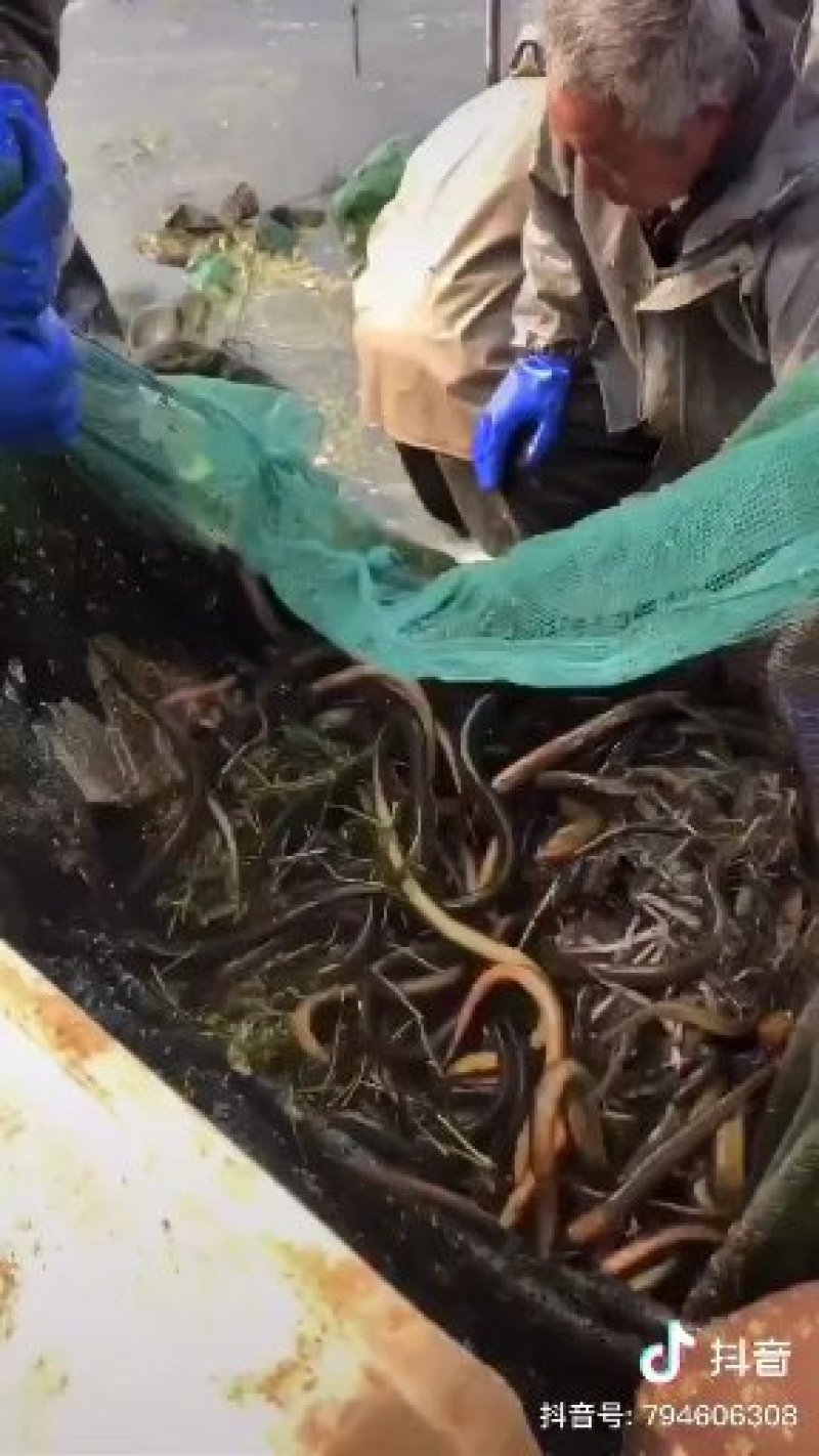 裂腹鱼，各种规格鱼苗，提供养殖技术服务量大可以免费送货。