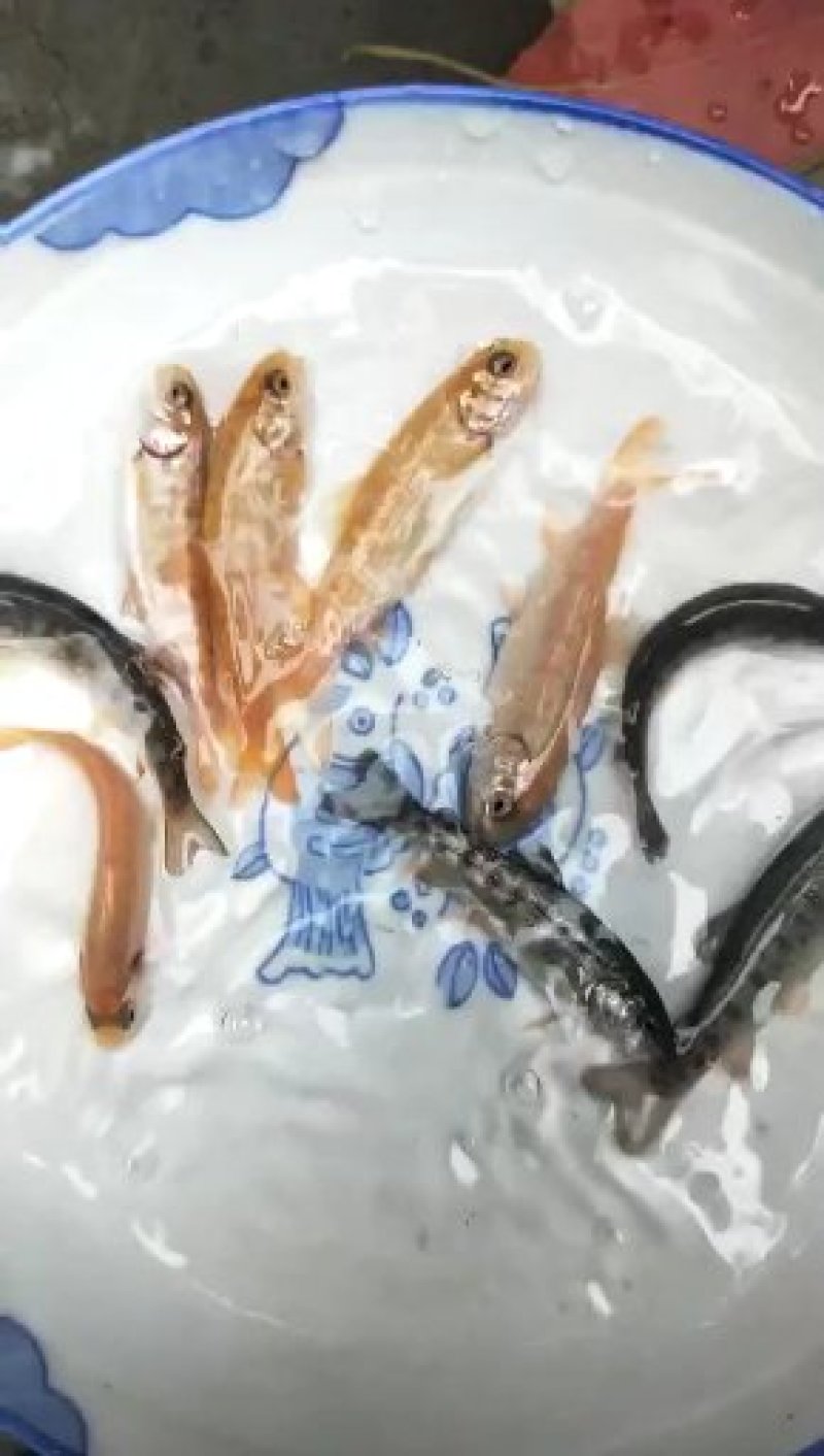 裂腹鱼，各种规格鱼苗，提供养殖技术服务量大可以免费送货。