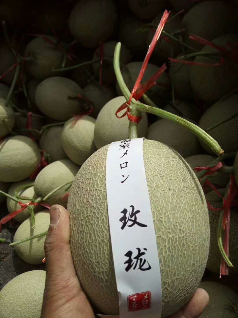 哈密瓜西州蜜瓜产地直发实力代办社区团购一件代发