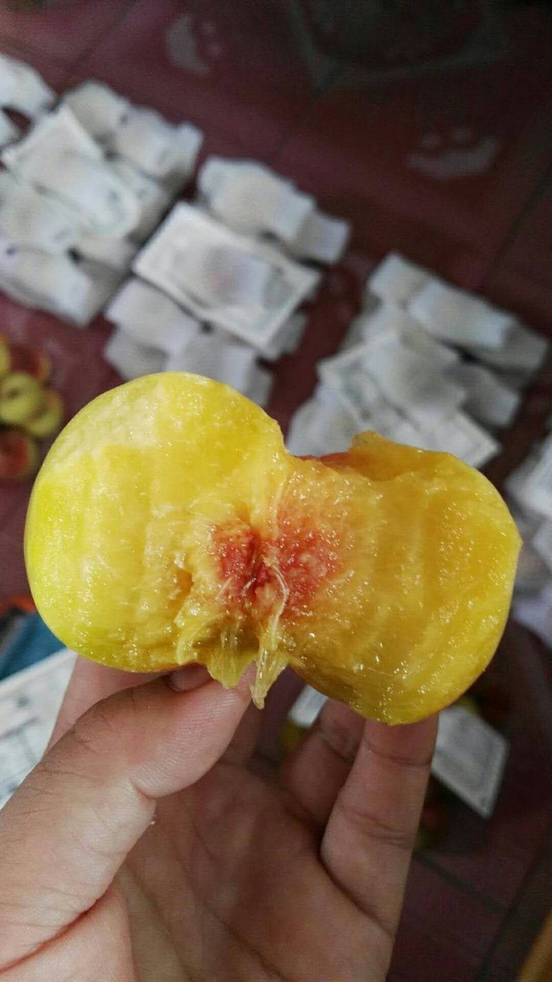 芒果味新品种，金芒蟠桃树苗，单果250克，七月中旬成熟