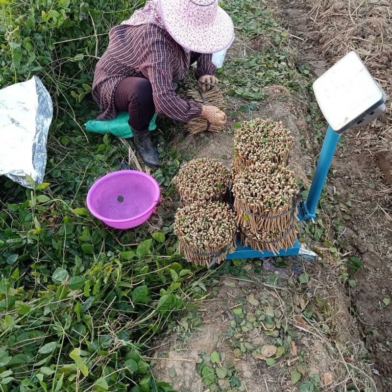 广西横县茉莉花枝条茉莉花扦插条盆栽苗（保质保量）