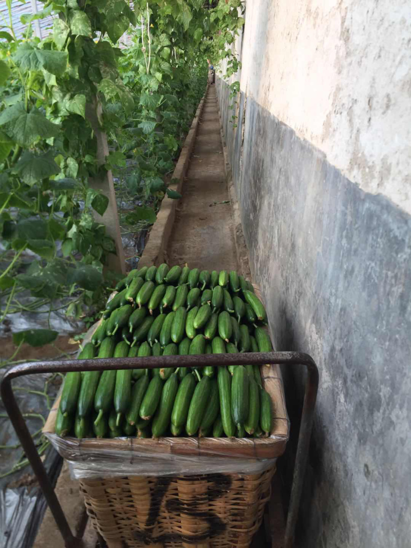 平度沙戈庄黄瓜水果黄瓜小黄瓜
