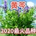 黄芩苗
