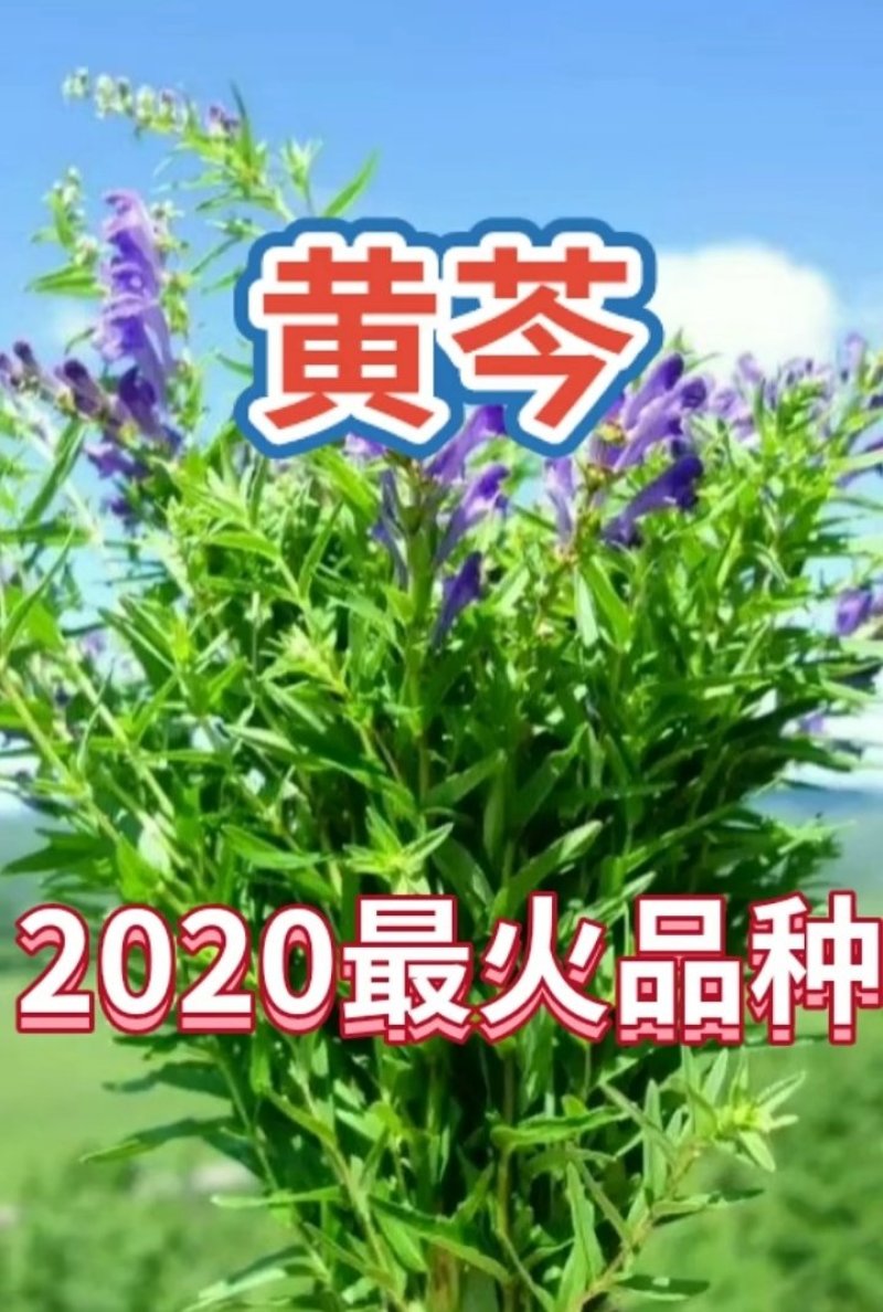 黄芩苗