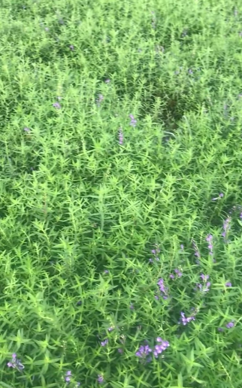 黄芩苗