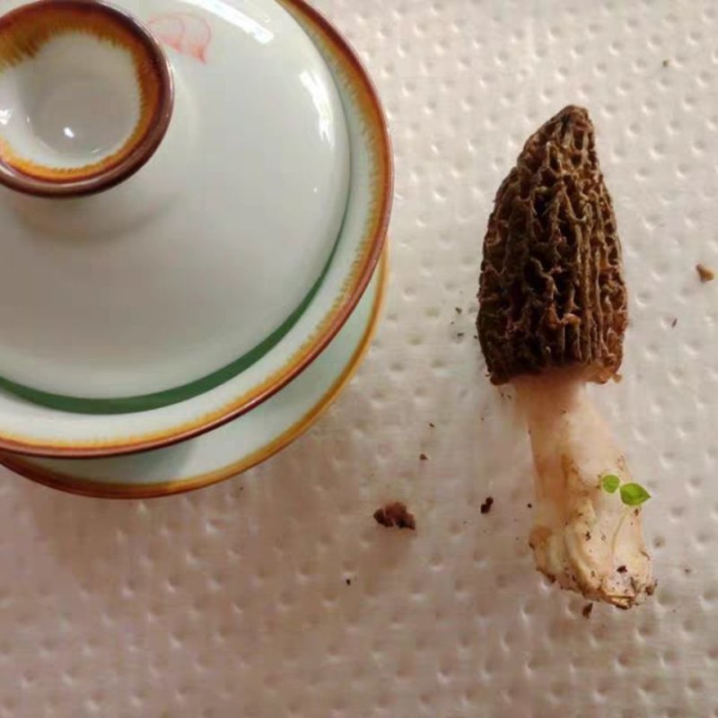 【只卖正品好货】云南羊肚菌煲汤佳品，高性价比。质量保证