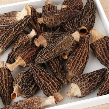 【只卖正品好货】云南羊肚菌煲汤佳品，高性价比。质量保证