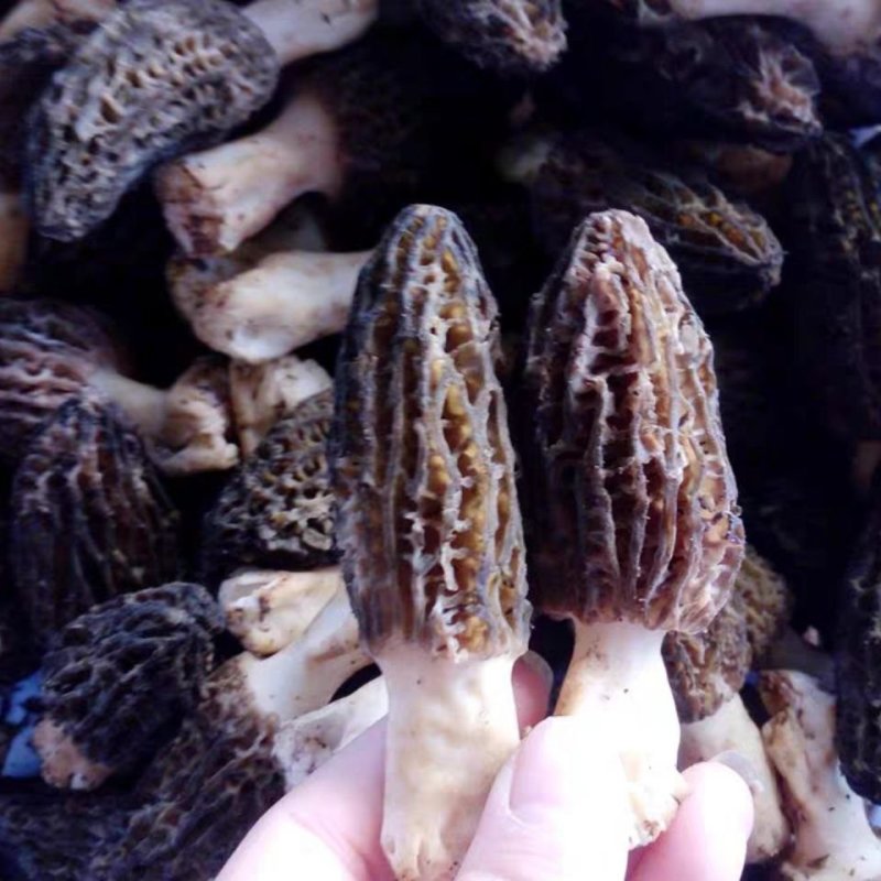 【只卖正品好货】云南羊肚菌煲汤佳品，高性价比。质量保证