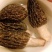 【只卖正品好货】云南羊肚菌煲汤佳品，高性价比。质量保证