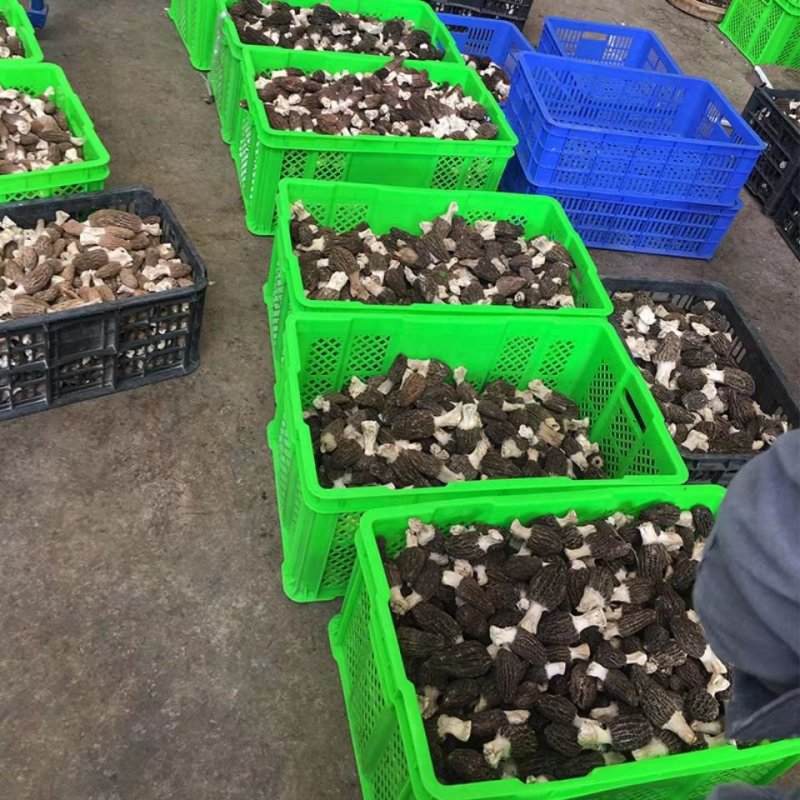 【只卖正品好货】云南羊肚菌煲汤佳品，高性价比。质量保证