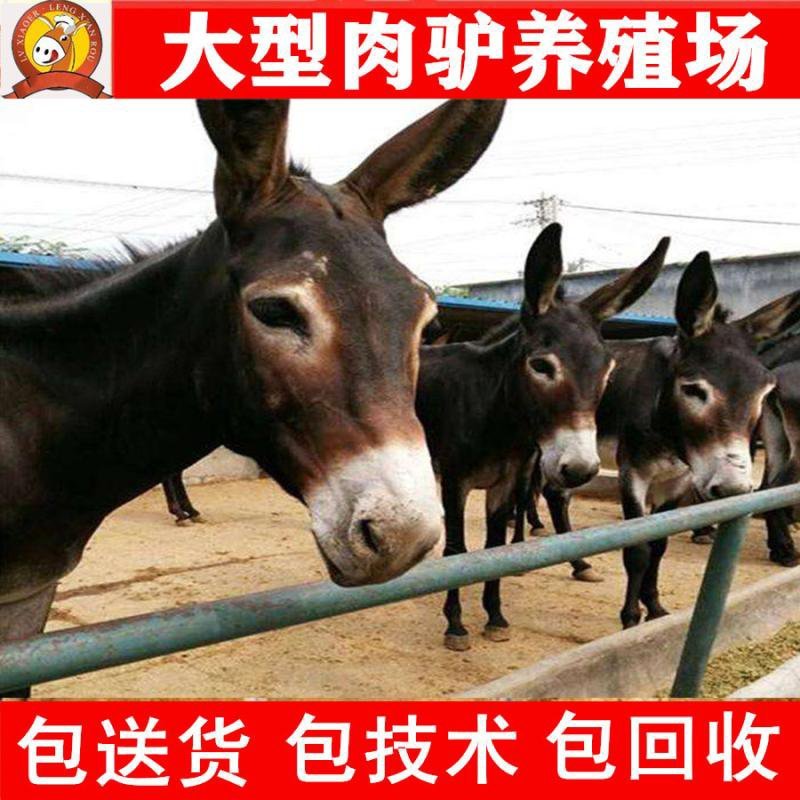 德州驴苗买十头送一头