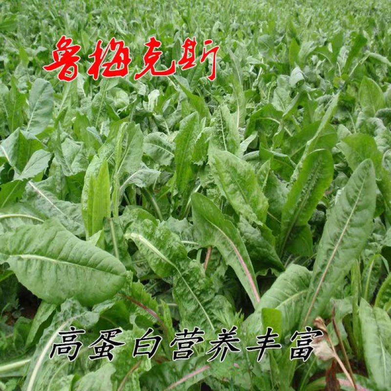 进口鲁梅克斯种子俄罗斯饲料菜多年生四季牧草种子鸡鸭鹅猪
