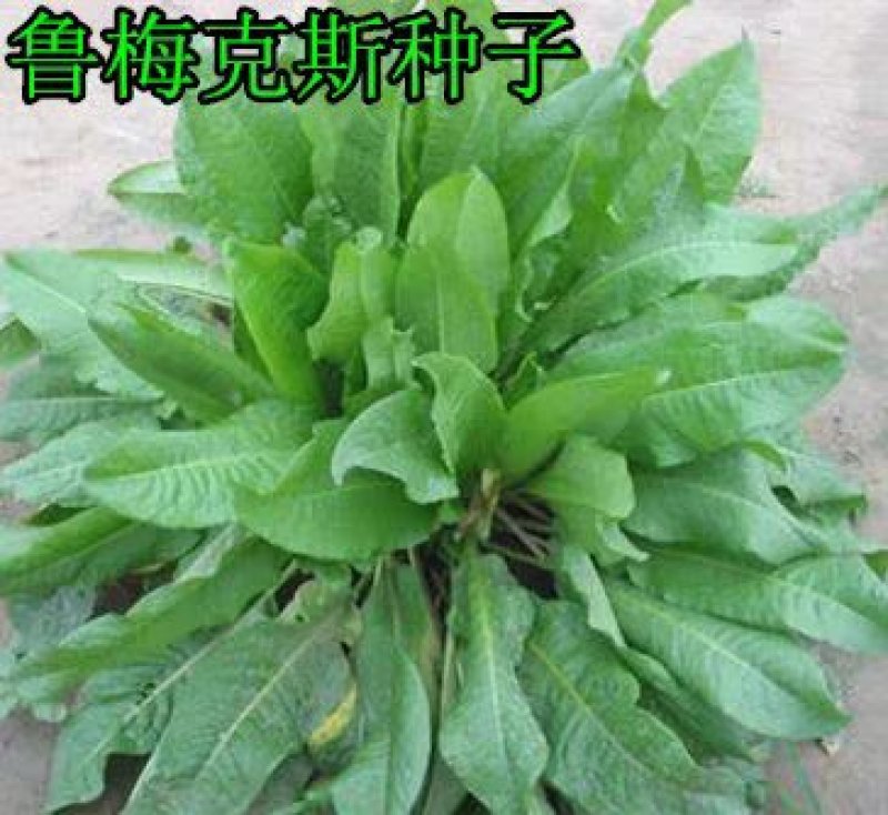 进口鲁梅克斯种子俄罗斯饲料菜多年生四季牧草种子鸡鸭鹅猪
