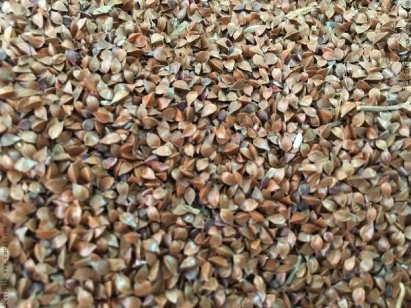 进口鲁梅克斯种子俄罗斯饲料菜多年生四季牧草种子鸡鸭鹅猪
