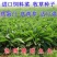 进口鲁梅克斯种子俄罗斯饲料菜多年生四季牧草种子鸡鸭鹅猪