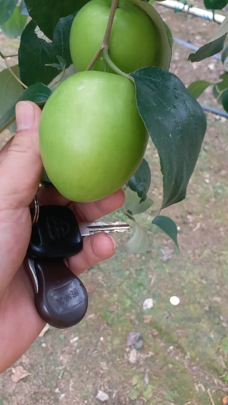 青枣湾大青枣，大叶枣，中叶枣，口感好又脆又甜5Og以上