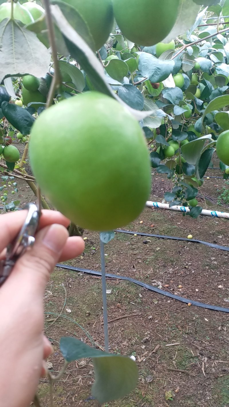 青枣湾大青枣，大叶枣，中叶枣，口感好又脆又甜5Og以上