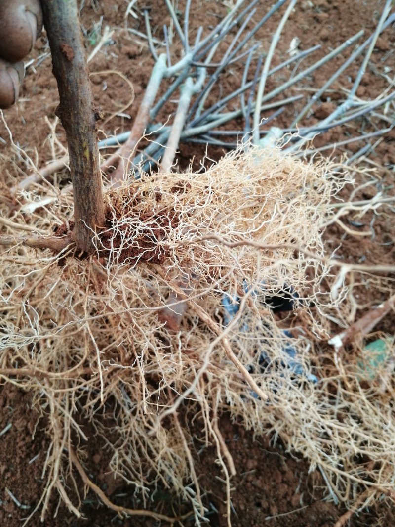 今天给湖南安徽客户发顺丰快递，有需要联系