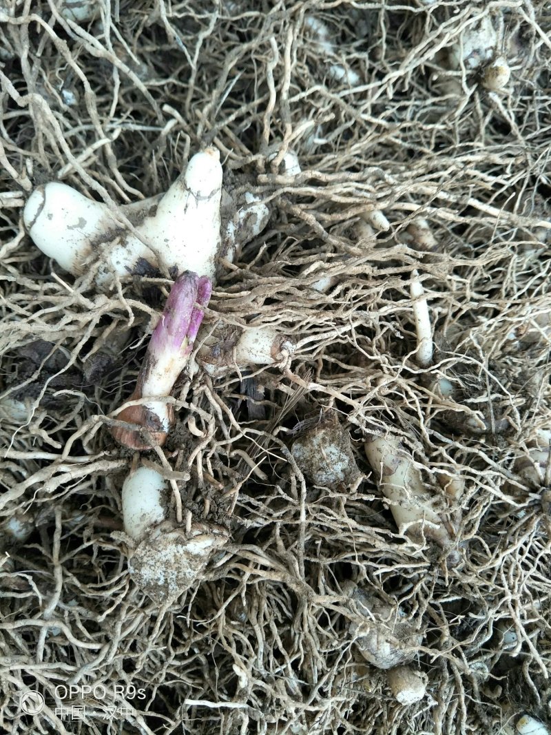 白芨:三叉白芨、紫花白花、干白芨个子，白芨片子，纯干无硫