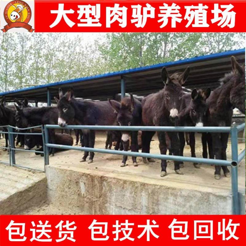 德州驴苗买十头送一头