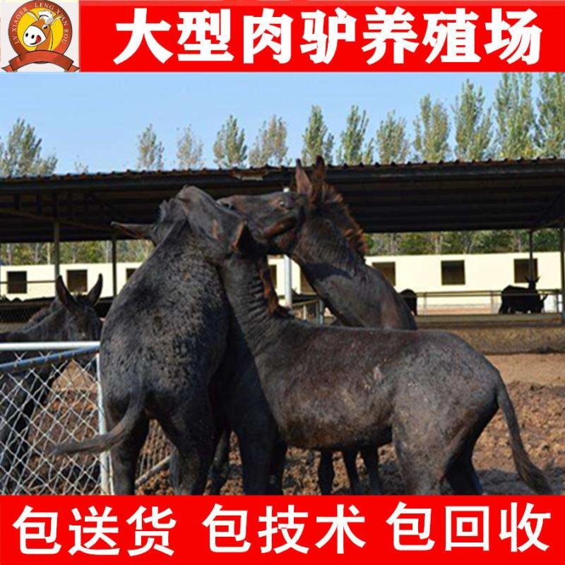 德州驴苗买十头送一头