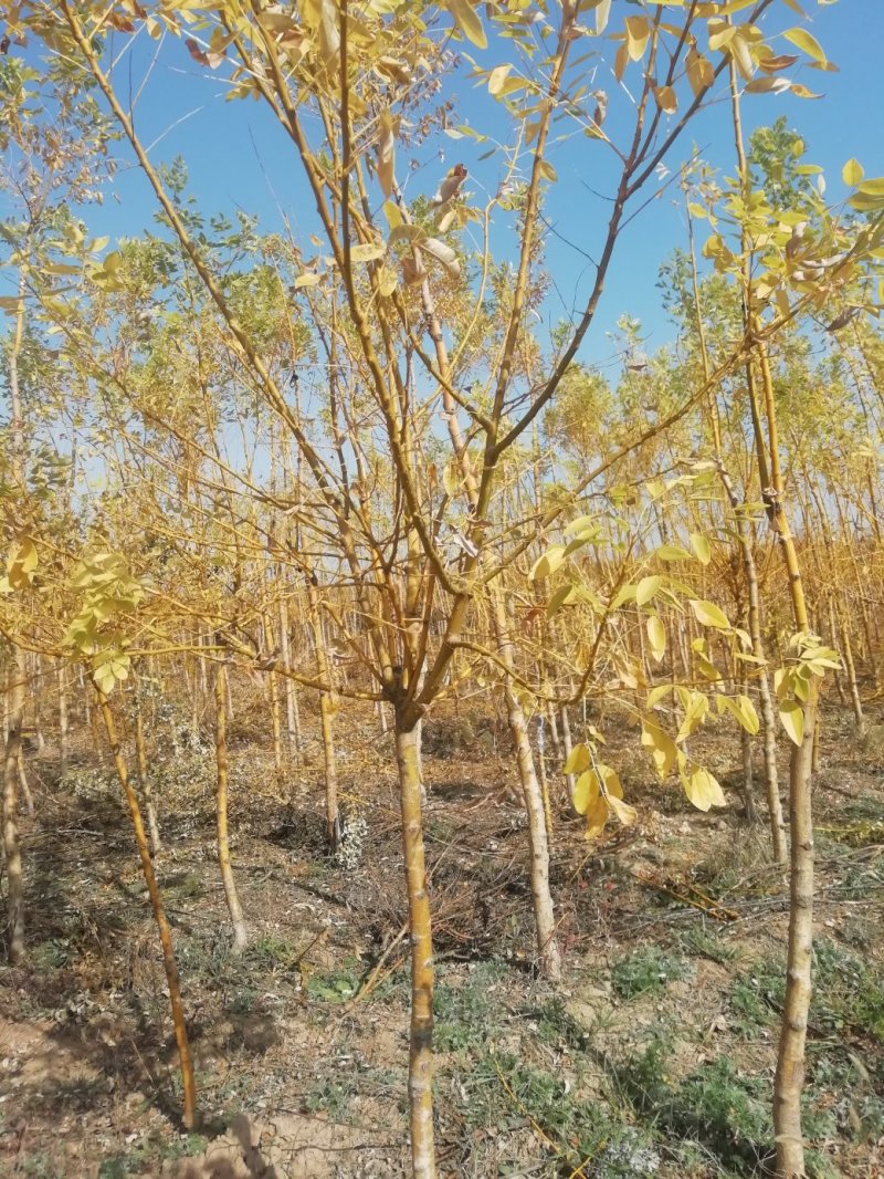 金叶白腊，金冠白腊，苗圃基地直供定植苗1万株3公分现货，