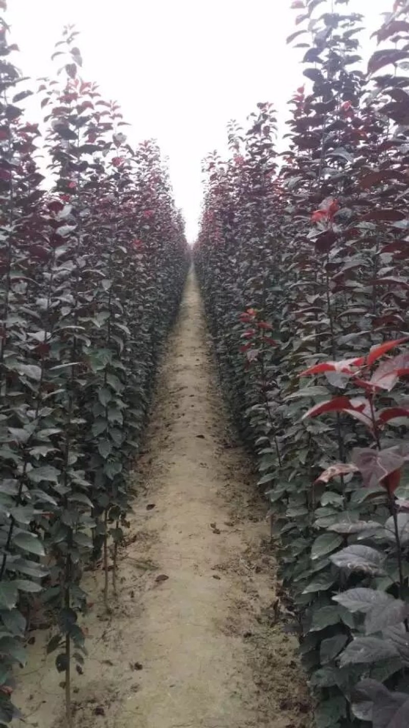 紫叶矮樱丛生苗，扞插杯苗8万株，定植嫁接成品8万株供应，
