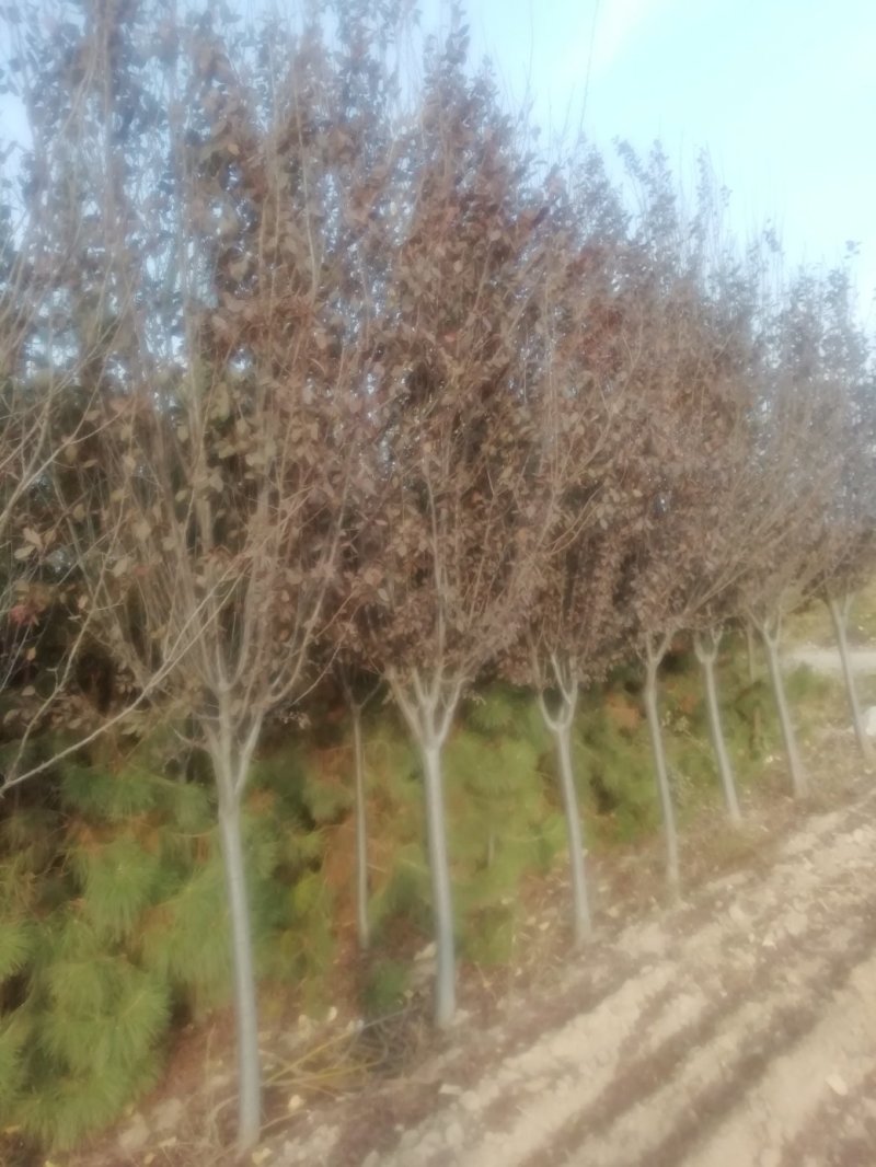 紫叶矮樱丛生苗，扞插杯苗8万株，定植嫁接成品8万株供应，
