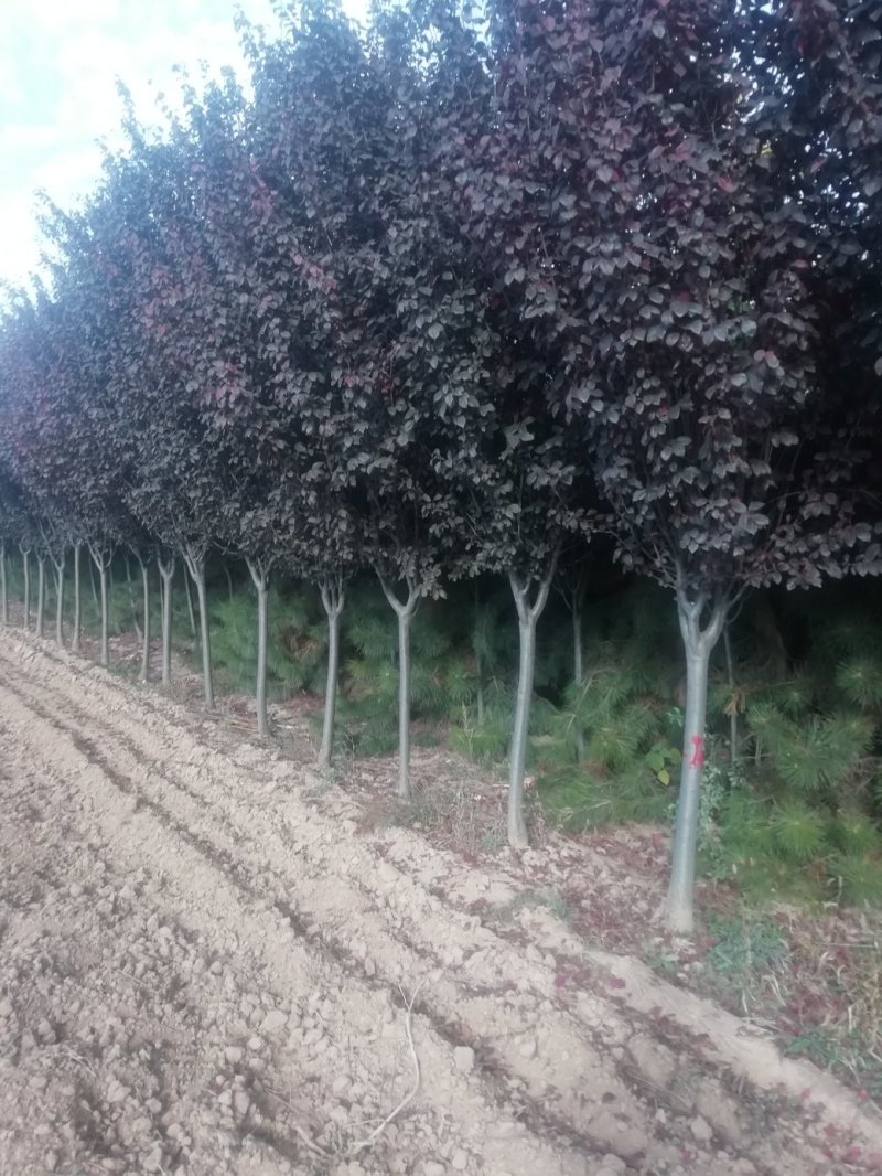 紫叶矮樱丛生苗，扞插杯苗8万株，定植嫁接成品8万株供应，