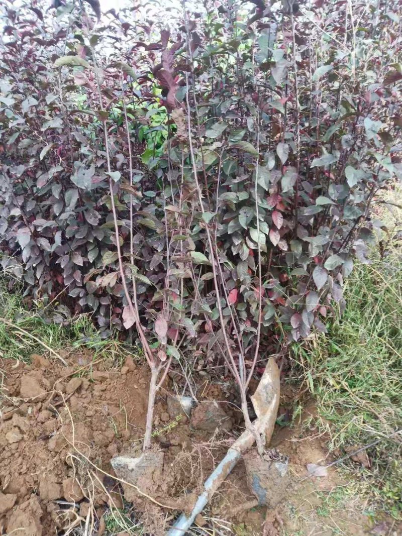紫叶矮樱丛生苗，扞插杯苗8万株，定植嫁接成品8万株供应，