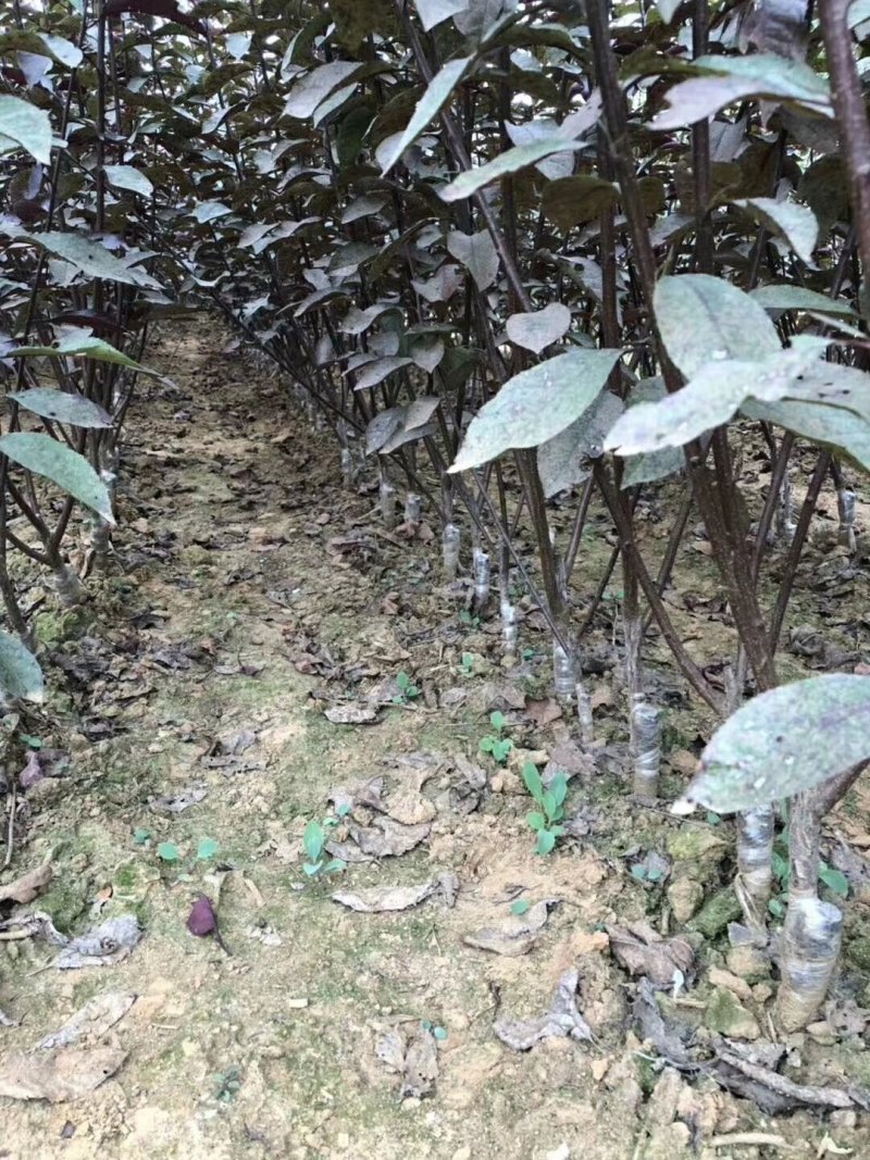 紫叶矮樱丛生苗，扞插杯苗8万株，定植嫁接成品8万株供应，