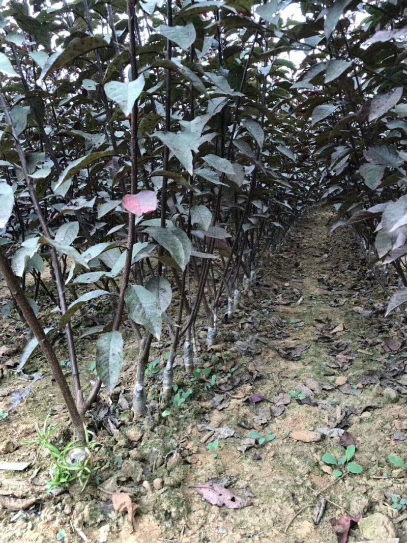 紫叶矮樱丛生苗，扞插杯苗8万株，定植嫁接成品8万株供应，