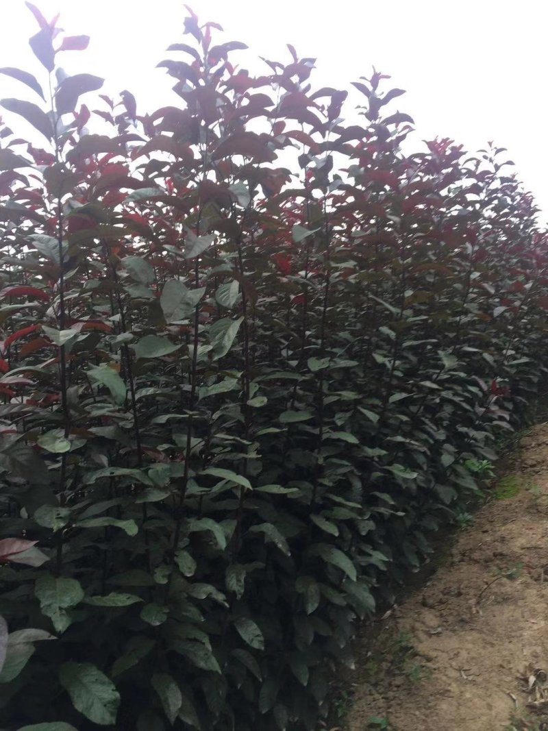 紫叶矮樱丛生苗，扞插杯苗8万株，定植嫁接成品8万株供应，