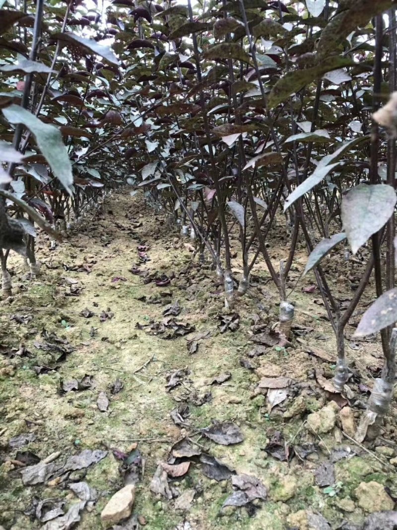 紫叶矮樱丛生苗，扞插杯苗8万株，定植嫁接成品8万株供应，