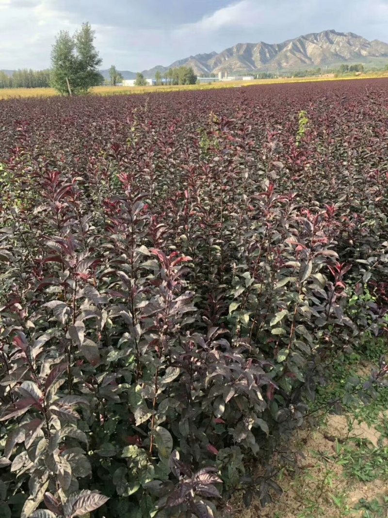 紫叶矮樱丛生苗，扞插杯苗8万株，定植嫁接成品8万株供应，