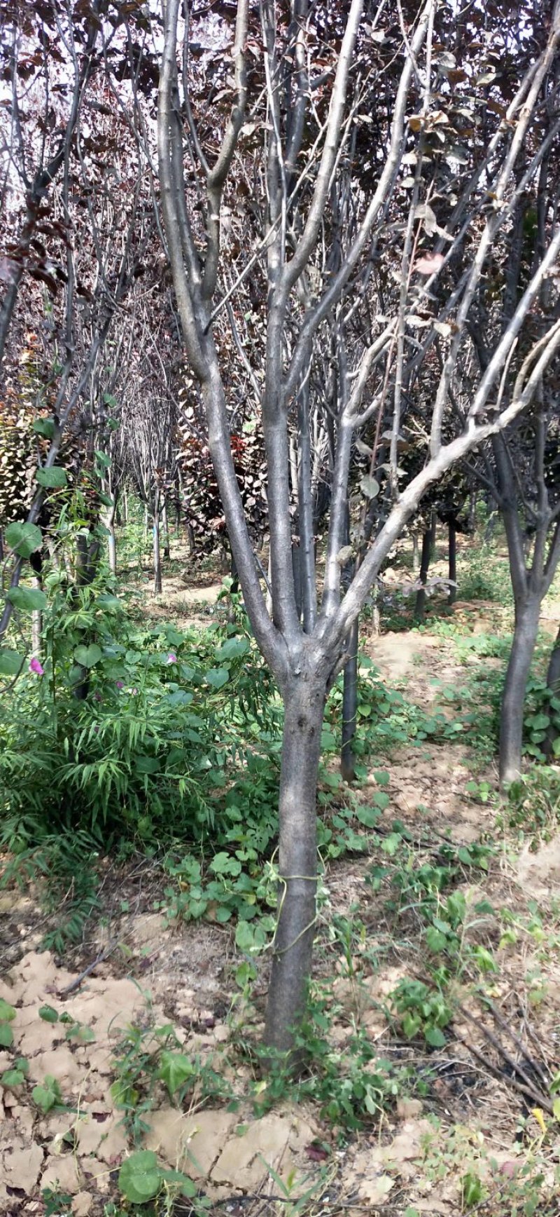 紫叶矮樱丛生苗，扞插杯苗8万株，定植嫁接成品8万株供应，
