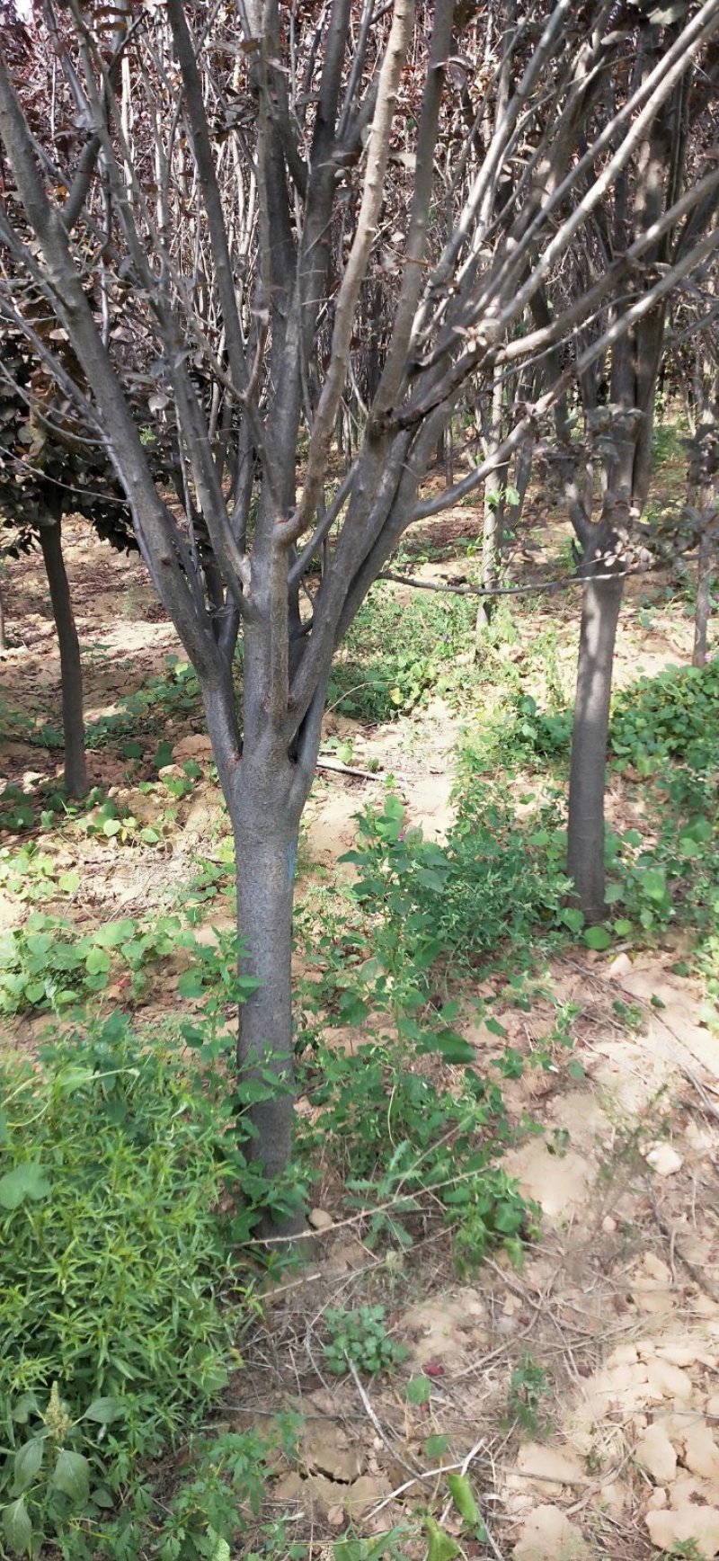 紫叶矮樱丛生苗，扞插杯苗8万株，定植嫁接成品8万株供应，