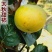 【太秋甜柿】日本无核柿子嫁接苗大果苗南方北方种植