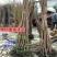 【太秋甜柿】日本无核柿子嫁接苗大果苗南方北方种植