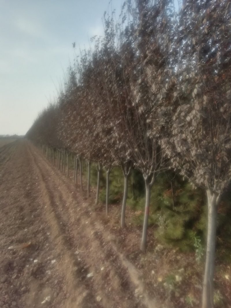 紫叶矮樱丛生苗，扞插杯苗8万株，定植嫁接成品8万株供应，